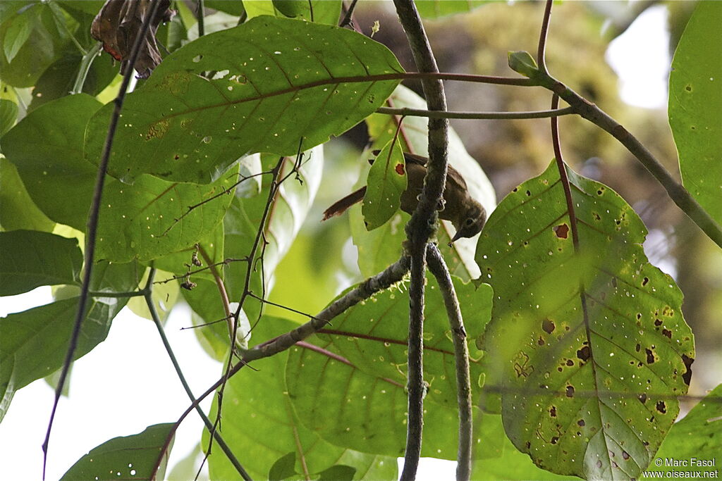 Montane Foliage-gleaneradult, identification, Behaviour