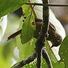 Anabate montagnard