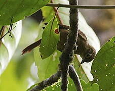 Anabate montagnard