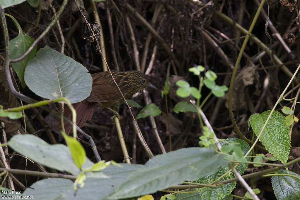 Anabate occidentaladulte, habitat, pigmentation, Comportement