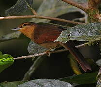 Buff-fronted Foliage-gleaner