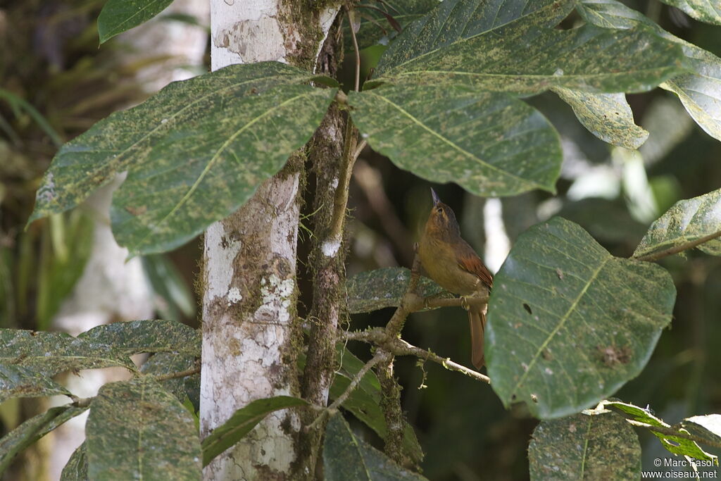 Buff-fronted Foliage-gleaneradult, identification, Behaviour