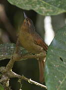 Buff-fronted Foliage-gleaner