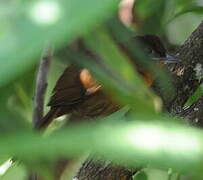 Ruddy Foliage-gleaner