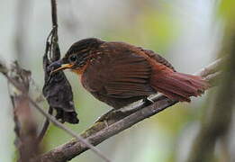 Lineated Foliage-gleaner