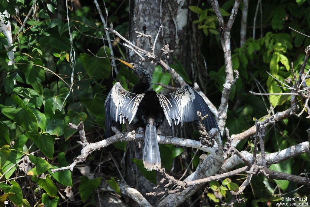 Anhinga male adult, identification, Behaviour