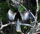 Anhinga d'Amérique