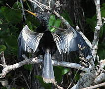 Anhinga d'Amérique