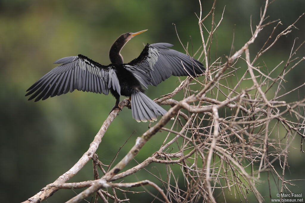 Anhinga male adult, identification, Behaviour