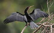 Anhinga d'Amérique