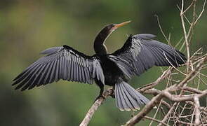 Anhinga