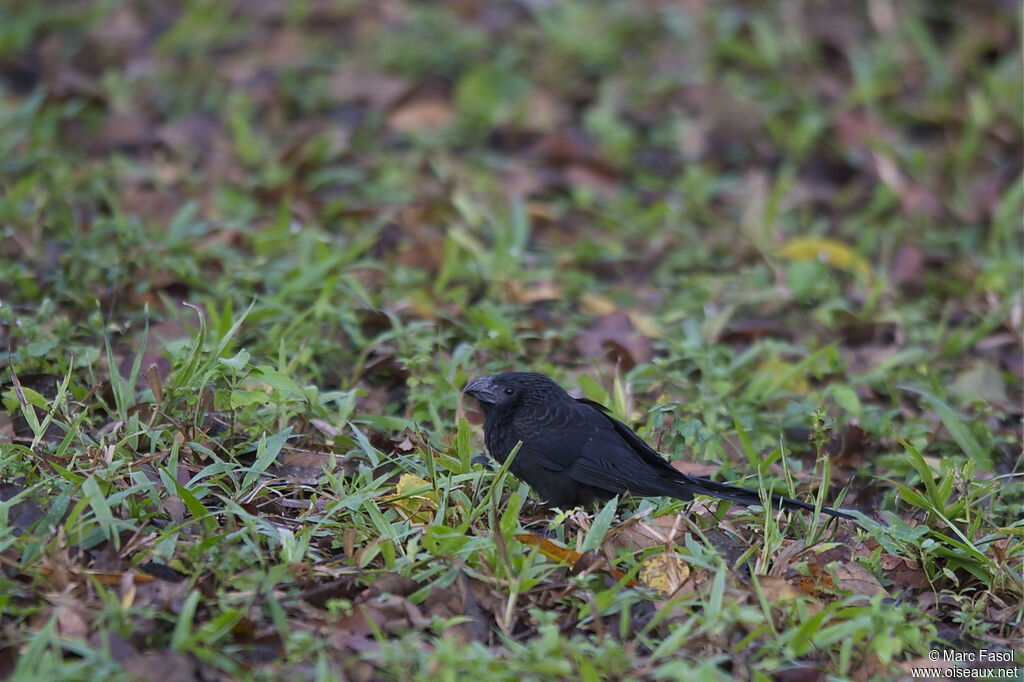 Groove-billed Aniadult, identification