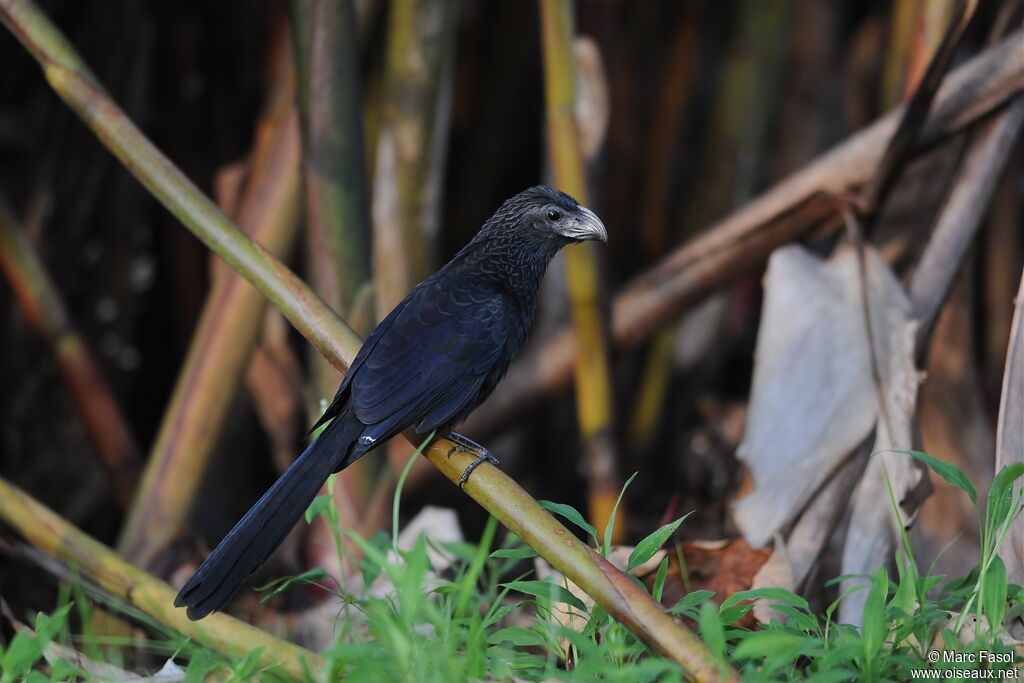 Groove-billed Aniadult, identification