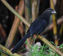 Groove-billed Ani