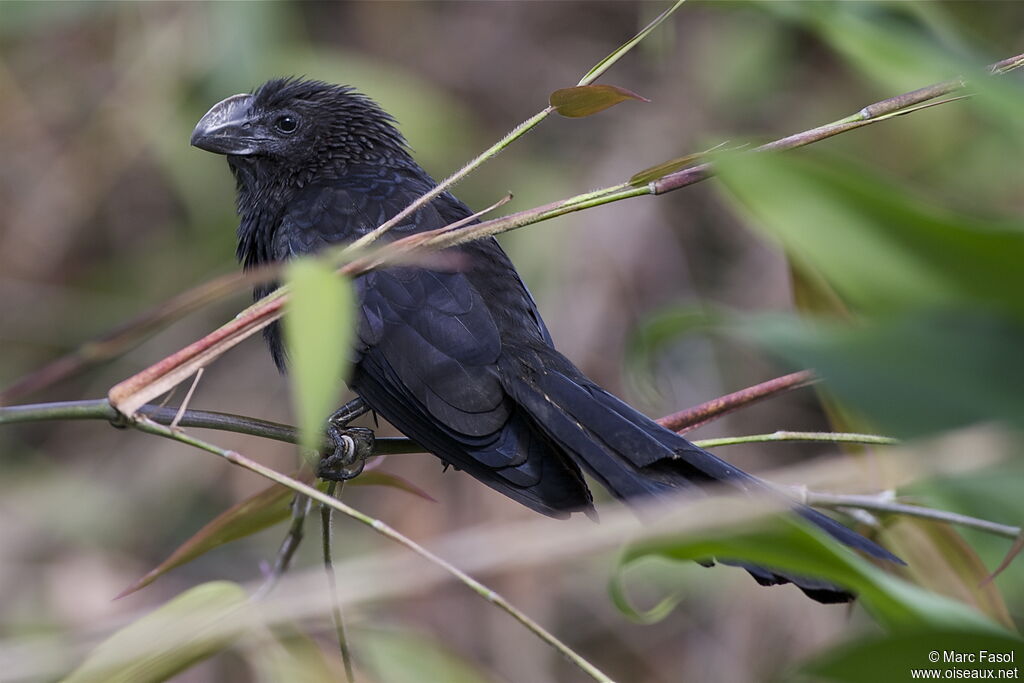 Smooth-billed Aniadult, identification