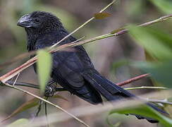 Smooth-billed Ani