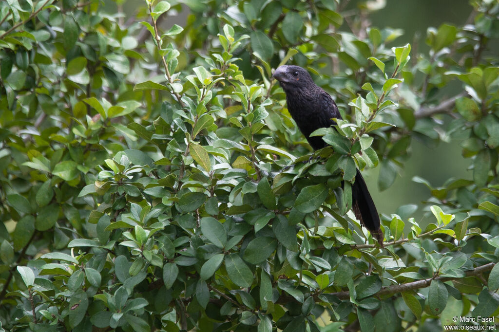 Ani à bec lisseadulte, identification