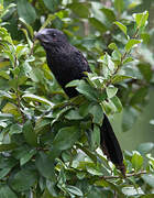 Smooth-billed Ani