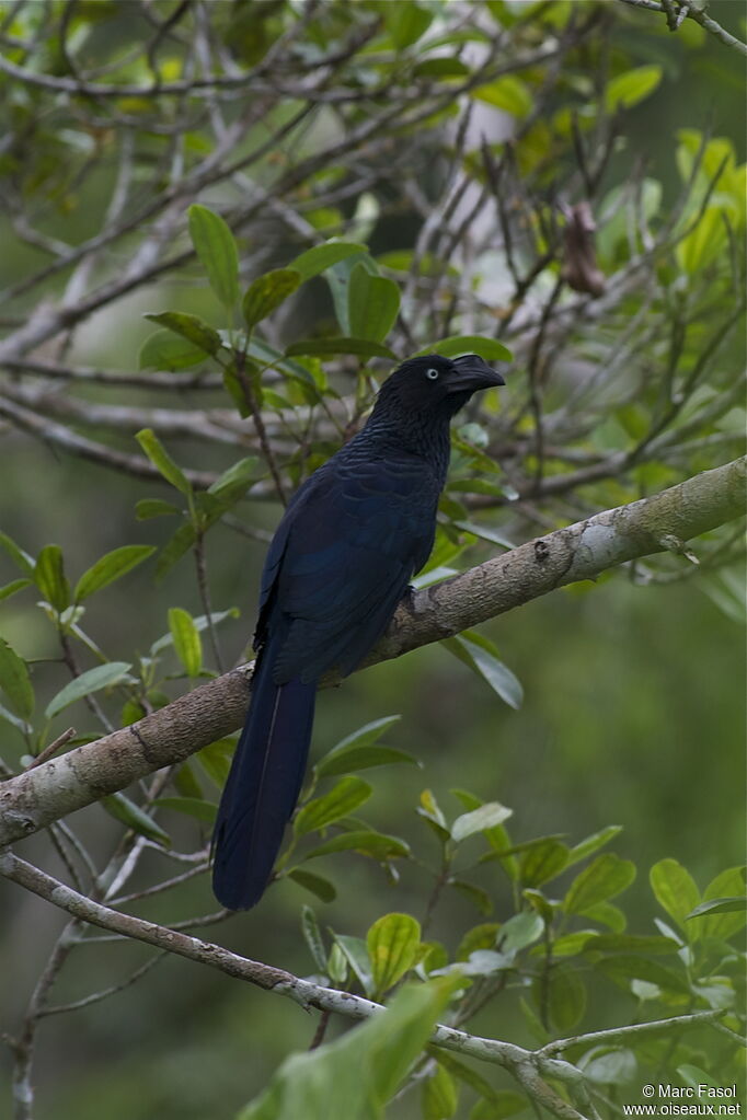 Greater Aniadult, identification