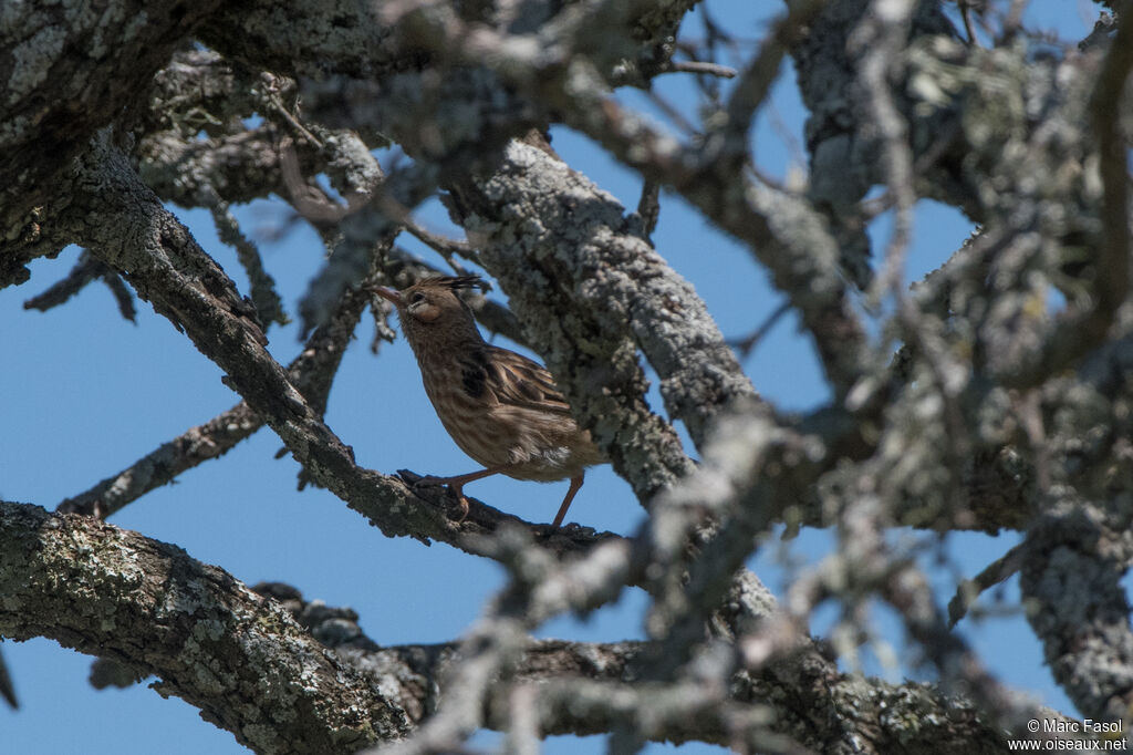 Lark-like Brushrunneradult