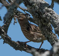 Lark-like Brushrunner