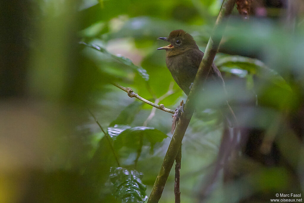 Northern Schiffornis male adult, identification