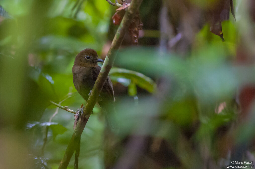 Northern Schiffornis male adult, identification