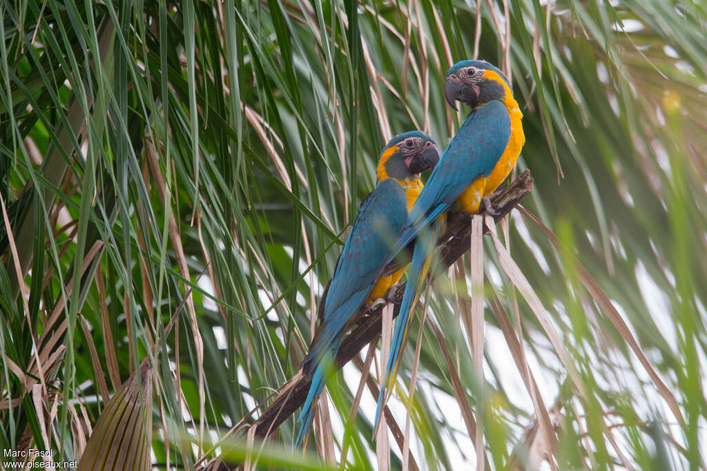 Ara canindéadulte nuptial, identification