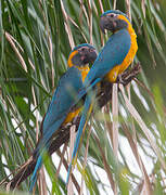 Blue-throated Macaw