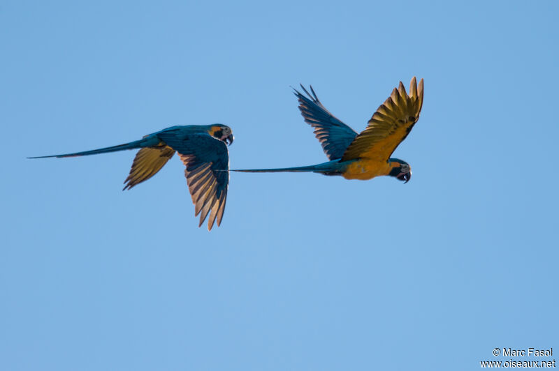 Blue-throated Macawadult, Flight