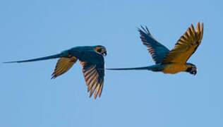 Blue-throated Macaw