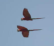 Red-and-green Macaw