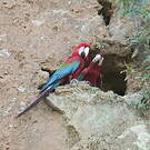 Ara chloroptère