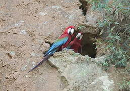 Red-and-green Macaw