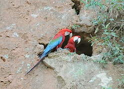 Red-and-green Macaw