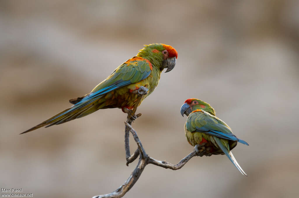 Red-fronted Macawadult