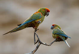 Red-fronted Macaw