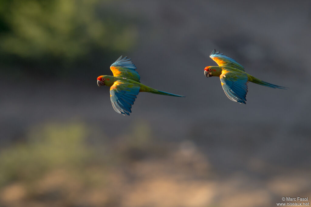 Red-fronted Macawadult, Flight