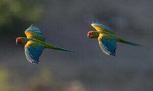 Red-fronted Macaw