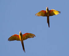 Red-fronted Macaw