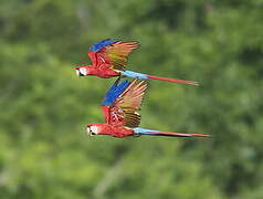 Scarlet Macaw