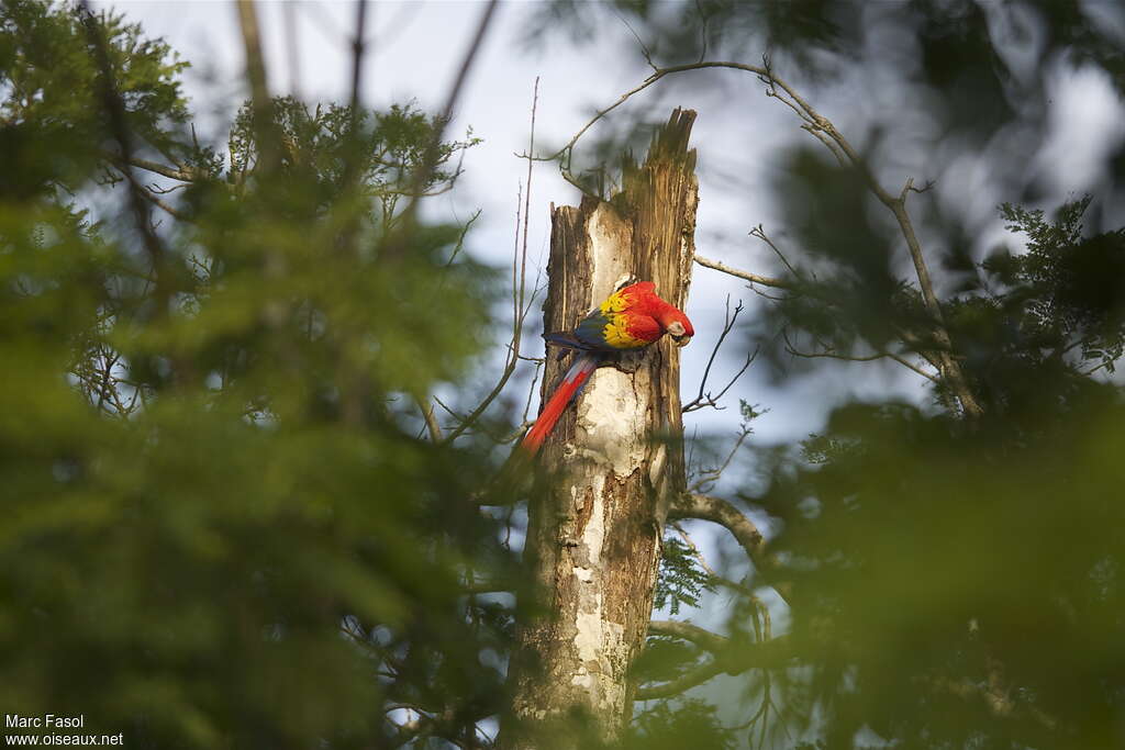 Scarlet Macawadult, habitat, pigmentation, Reproduction-nesting, Behaviour