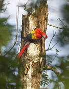 Scarlet Macaw