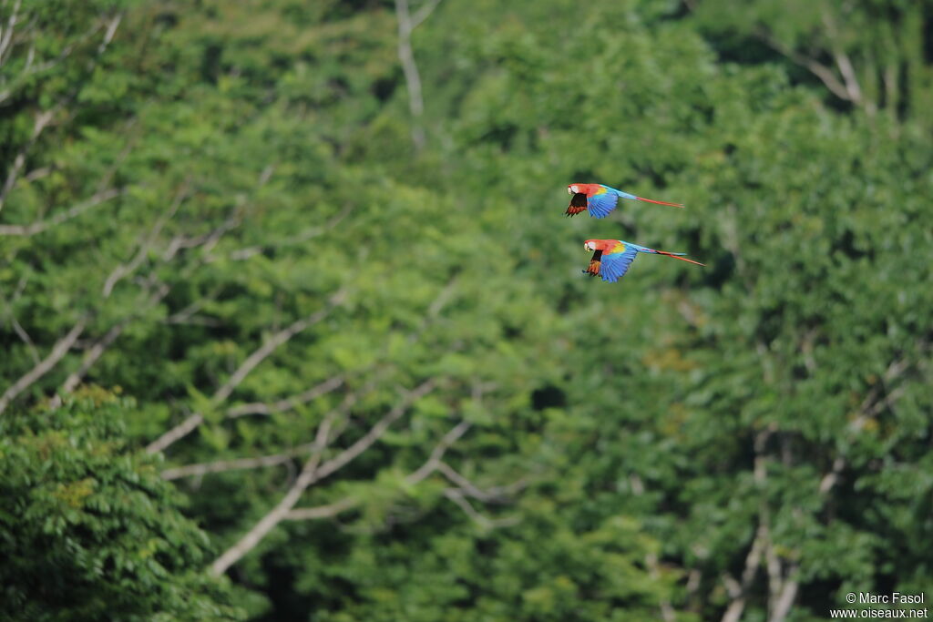 Scarlet Macaw adult, Flight