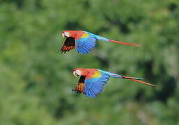 Scarlet Macaw