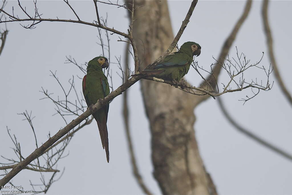 Chestnut-fronted Macawadult, habitat