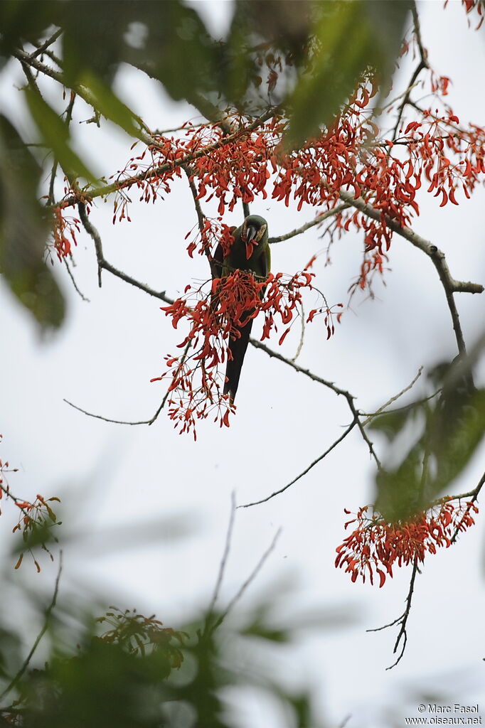 Chestnut-fronted Macawadult, identification, feeding habits