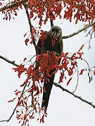 Chestnut-fronted Macaw