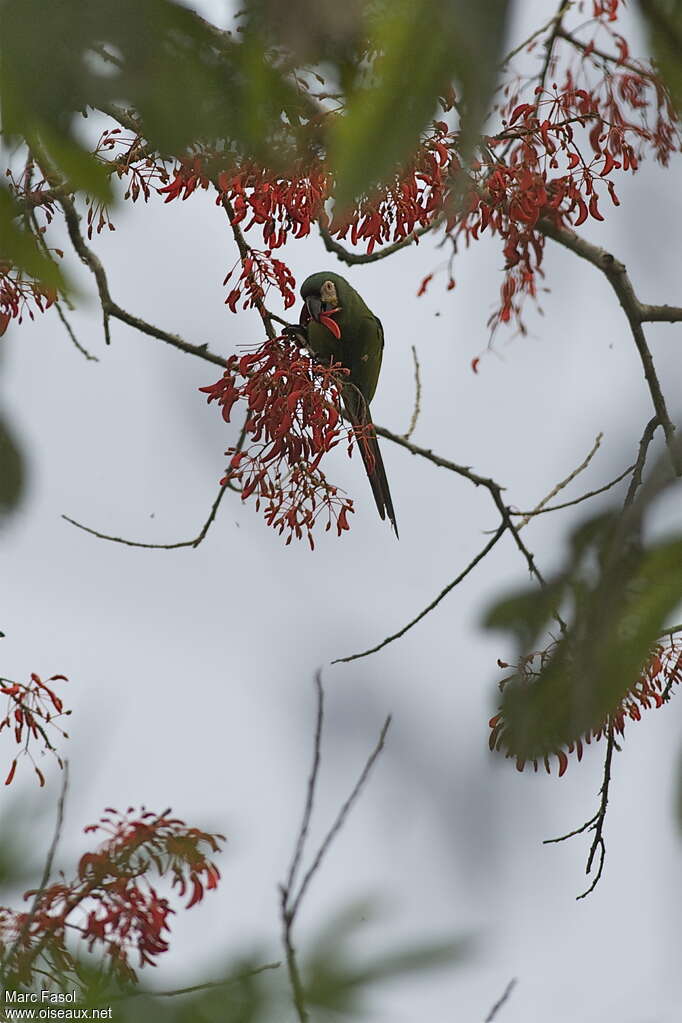 Chestnut-fronted Macawadult, identification, feeding habits, eats