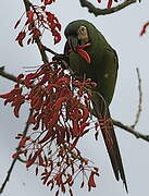 Chestnut-fronted Macaw